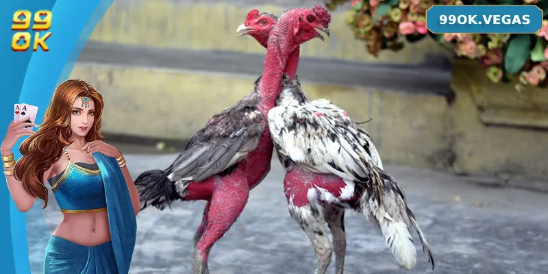 Tìm Hiểu Về Luật Chơi Và Cách Đặt Cược Đá Gà Đòn Tại 99OK